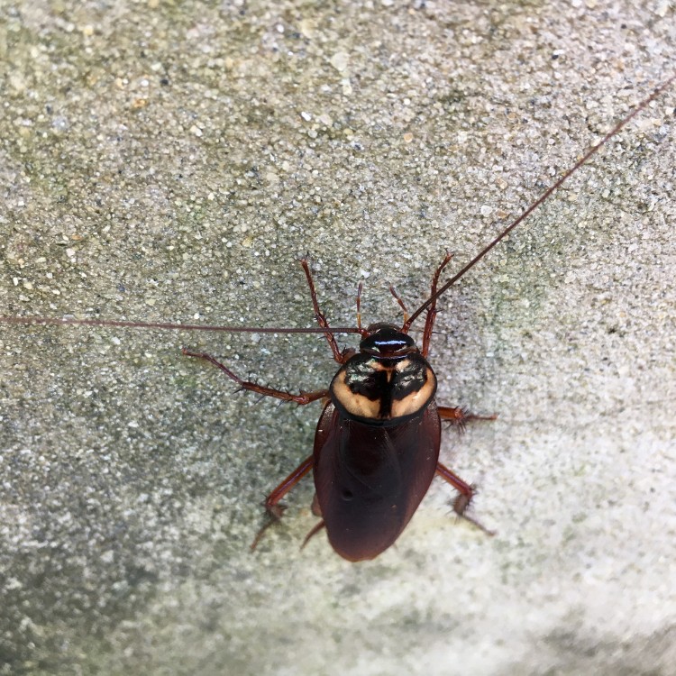 Pest control services in Murrieta, CA