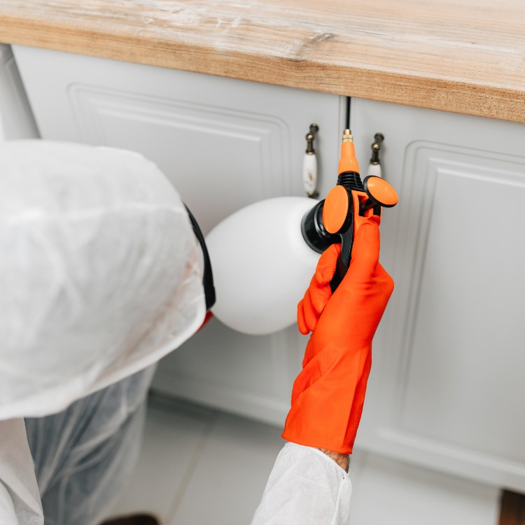 Pest control services in Murrieta, CA