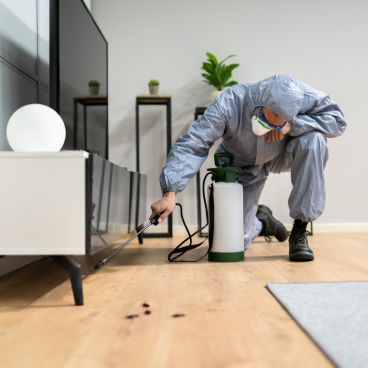 Pest control services in Murrieta, CA