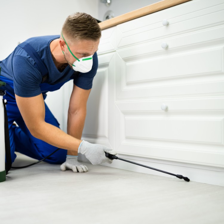 Pest control services in Murrieta, CA
