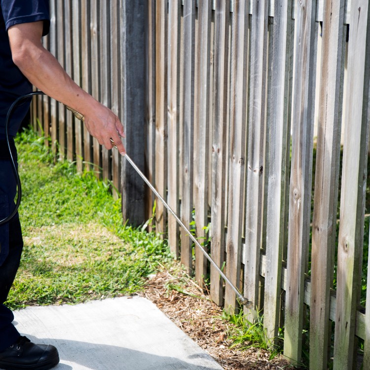 Pest control services in Murrieta, CA