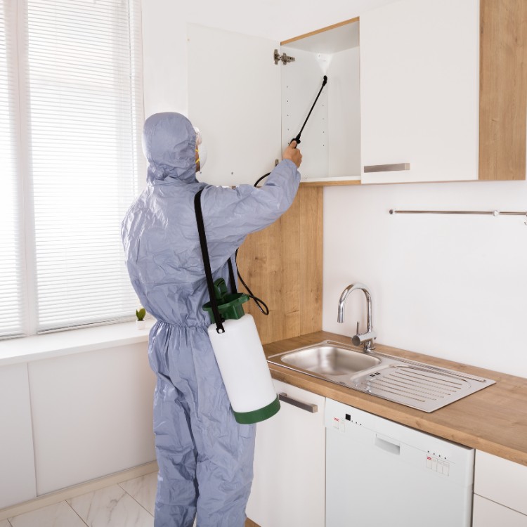 Pest control services in Murrieta, CA