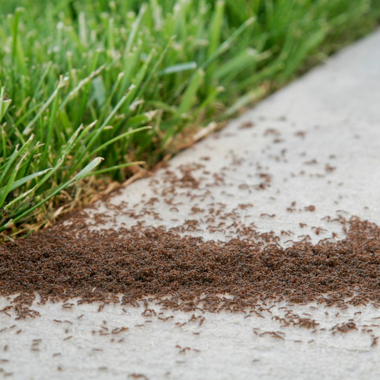 Pest control services in Murrieta, CA