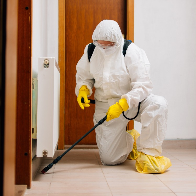 Pest control services in Murrieta, CA