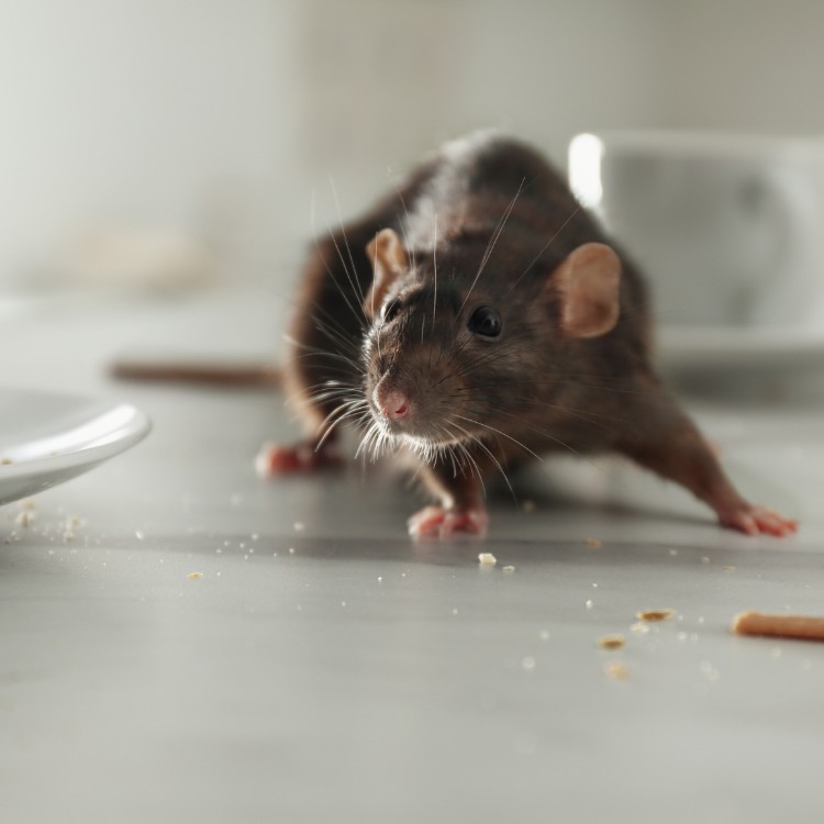 Pest control services in Murrieta, CA Pest control services in Murrieta, CA