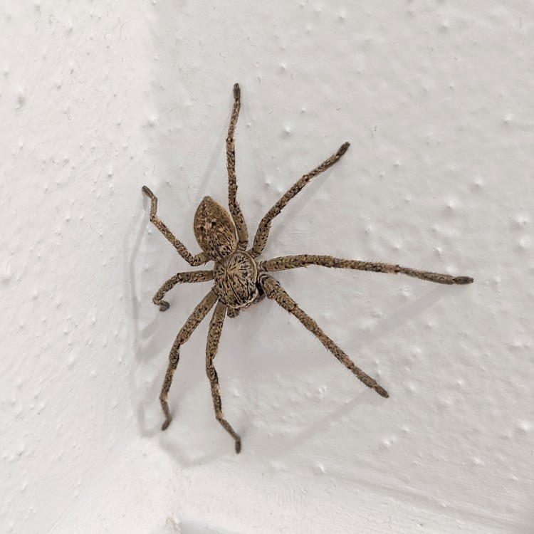 Pest control services in Murrieta, CA