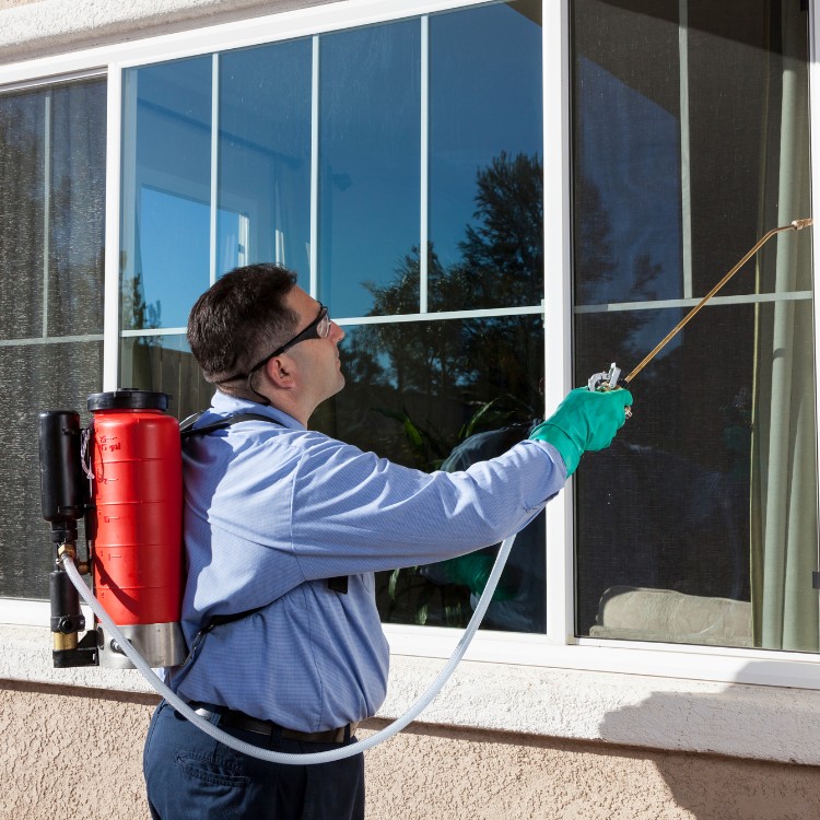 Pest control services in Murrieta, CA